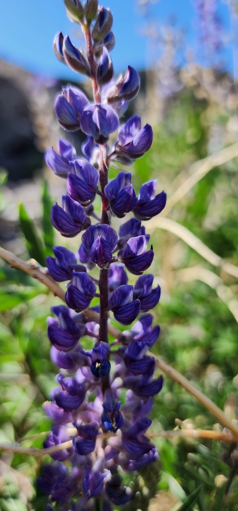 Lupinus argenteus var. rubricaulis