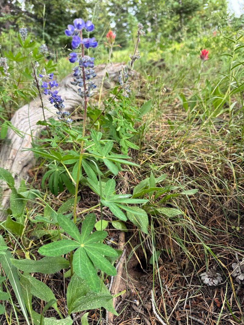 Lupinus argenteus var. rubricaulis photo 2
