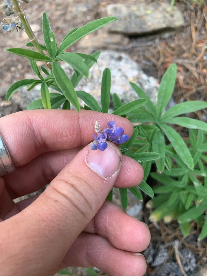 Lupinus argenteus var. rubricaulis photo 3