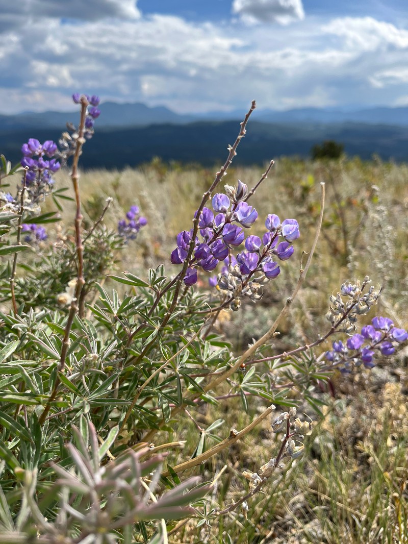 Lupinus argenteus var. rubricaulis photo 4