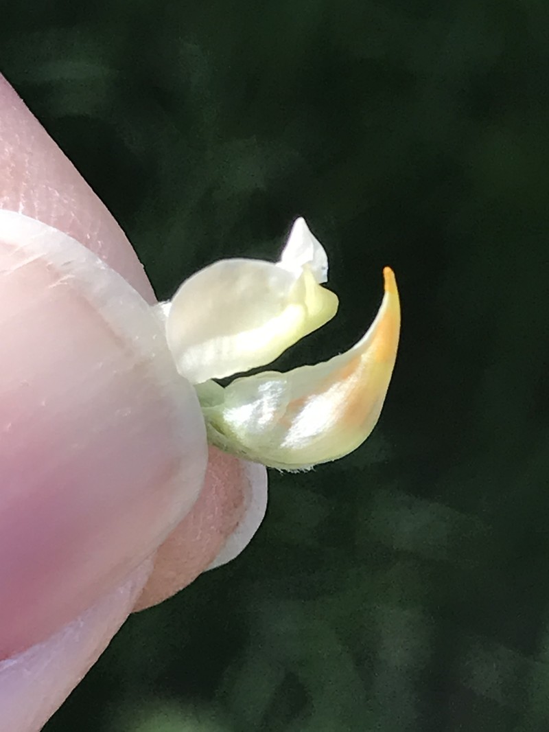 Lupinus argenteus var. rubricaulis photo 5