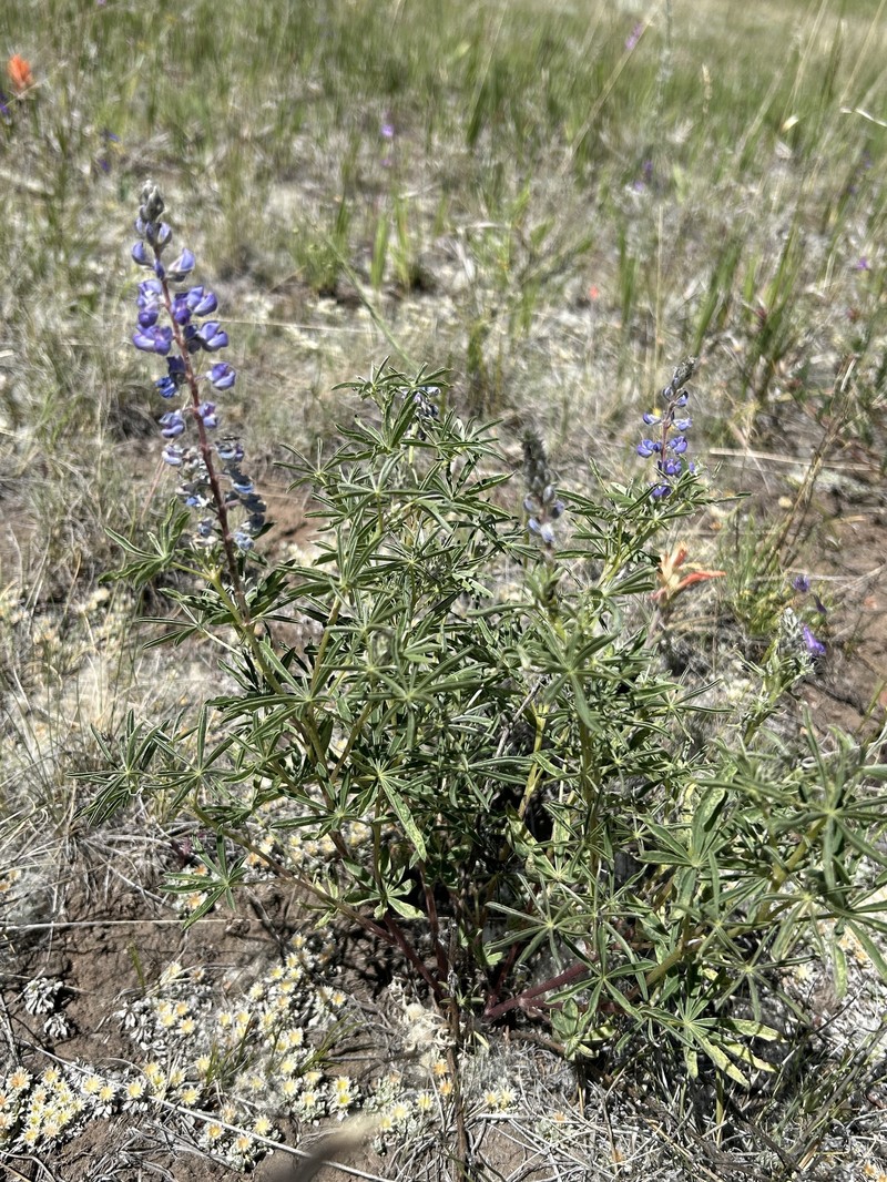 Lupinus argenteus var. rubricaulis photo 6
