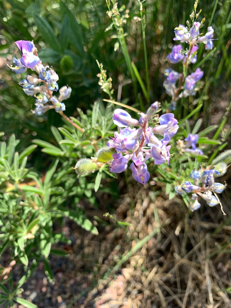Lupinus argenteus var. rubricaulis photo 7