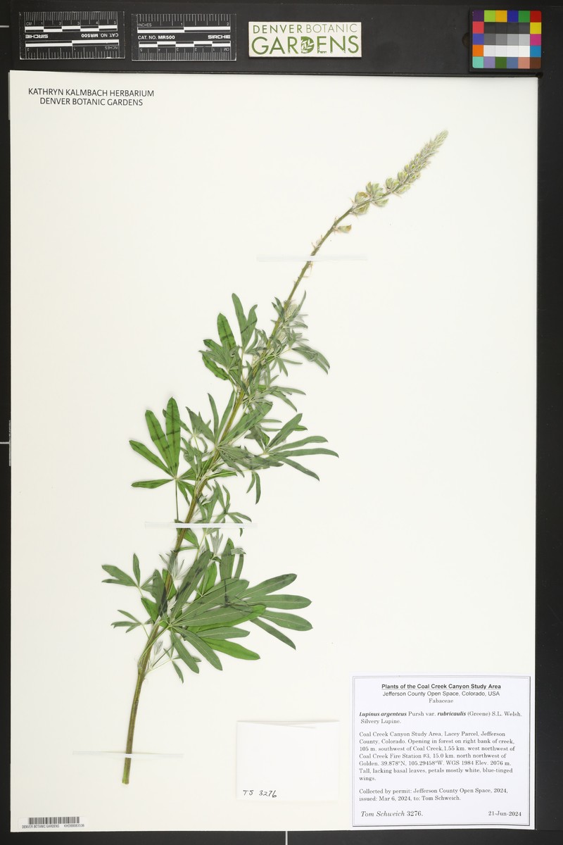 Lupinus argenteus var. rubricaulis photo 8