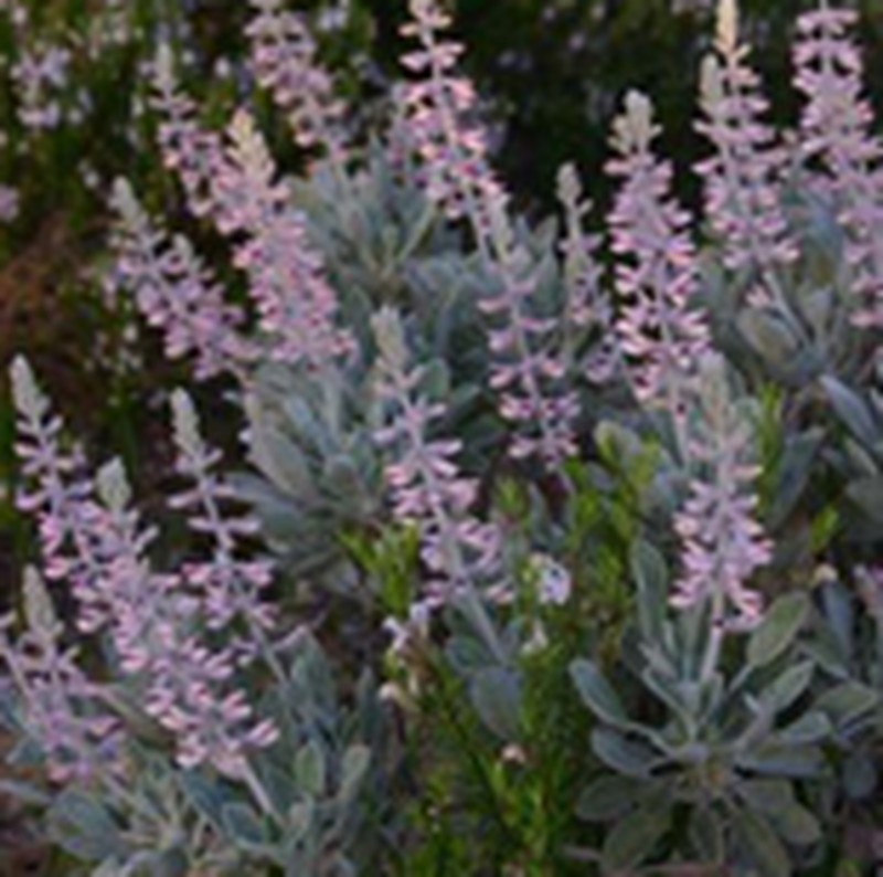 Lupinus aridorum