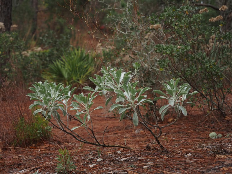Lupinus aridorum photo 2
