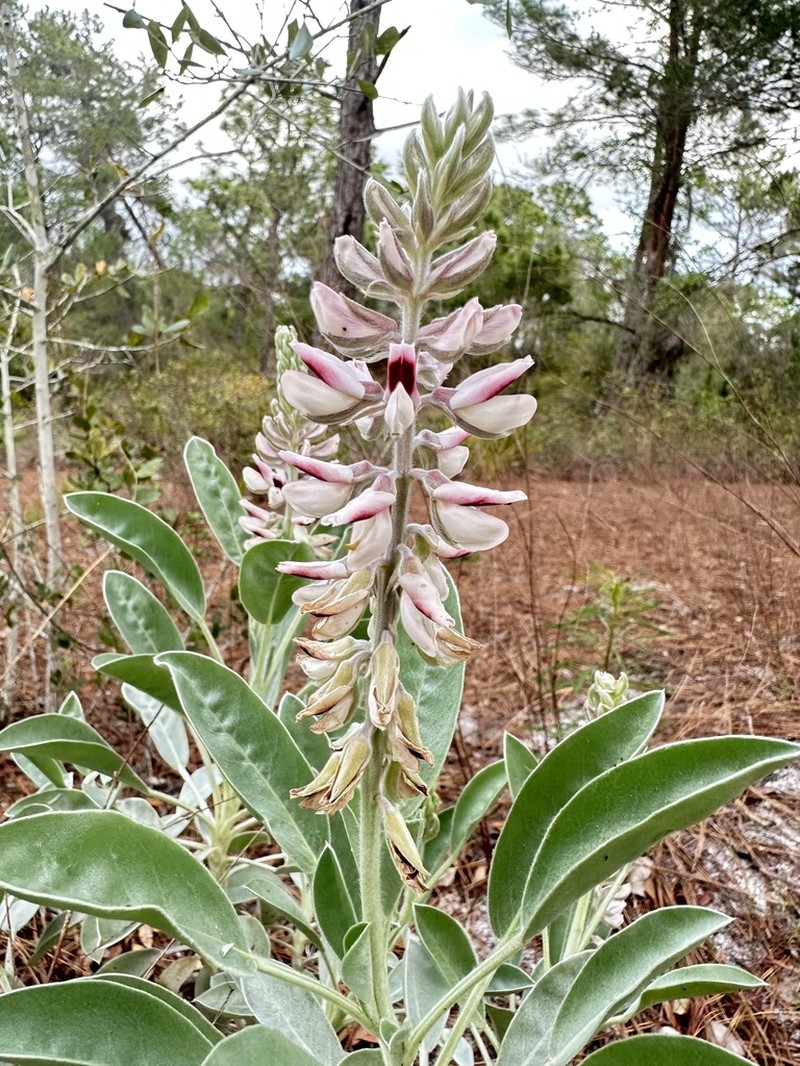 Lupinus aridorum photo 3