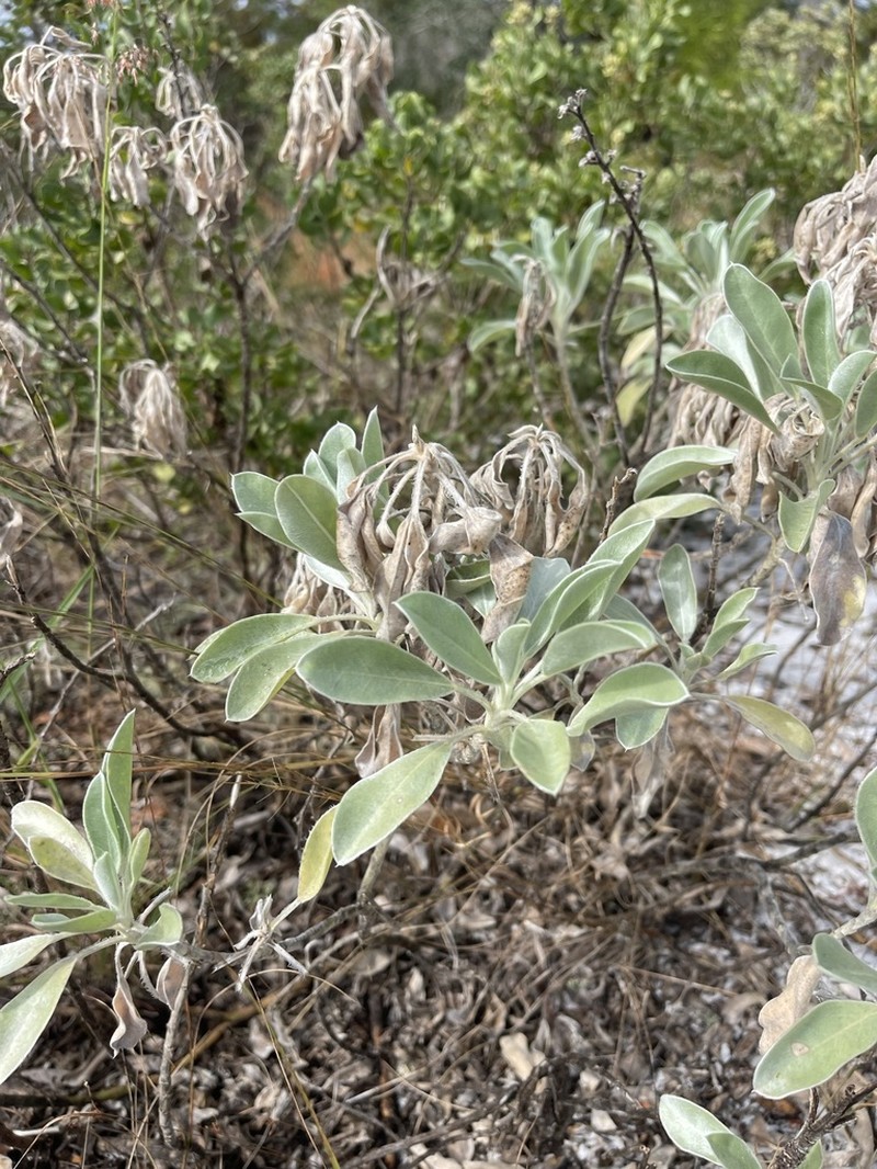 Lupinus aridorum photo 4