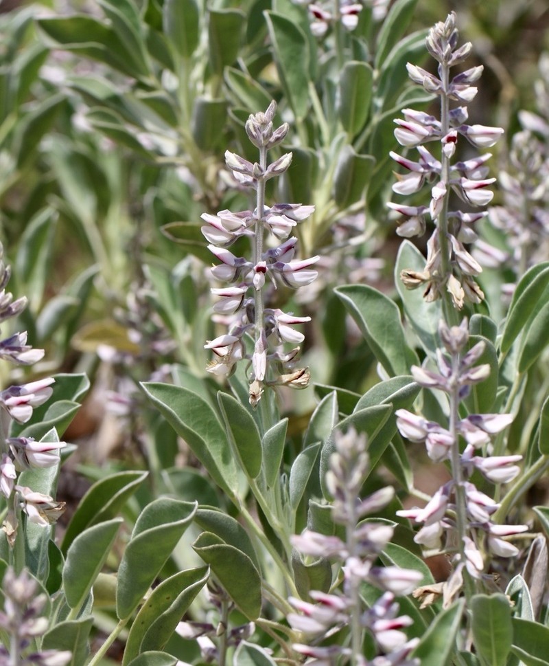 Lupinus aridorum photo 5