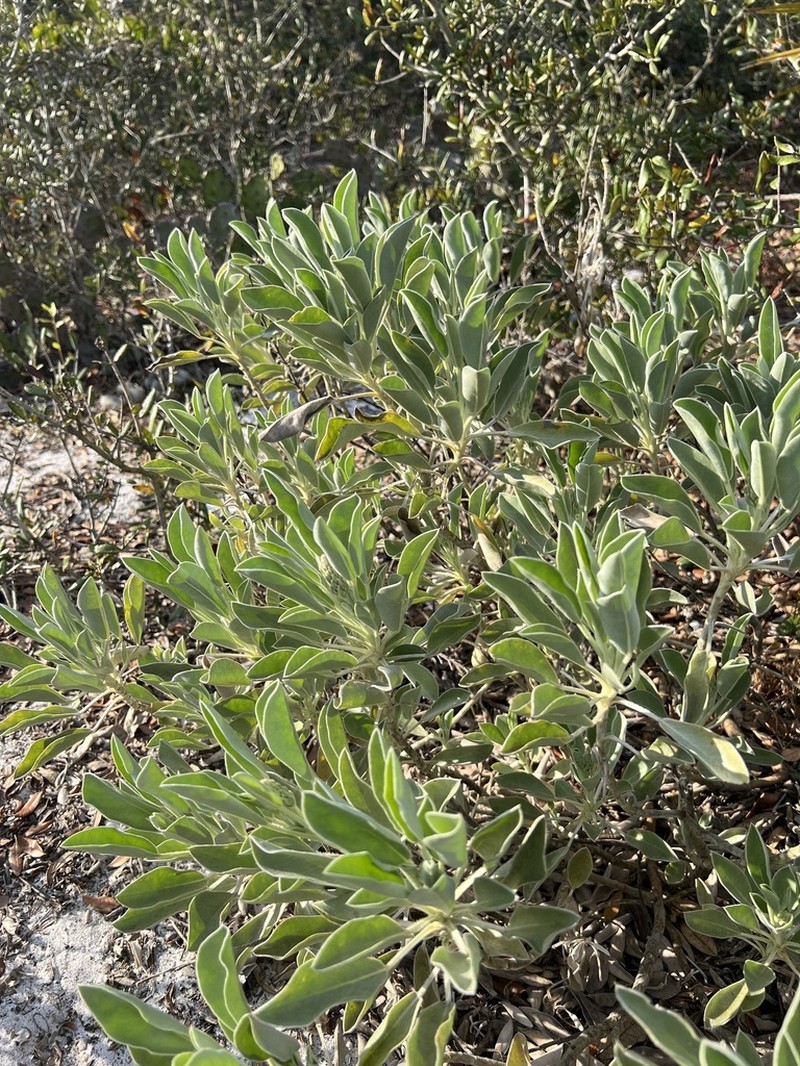 Lupinus aridorum photo 6