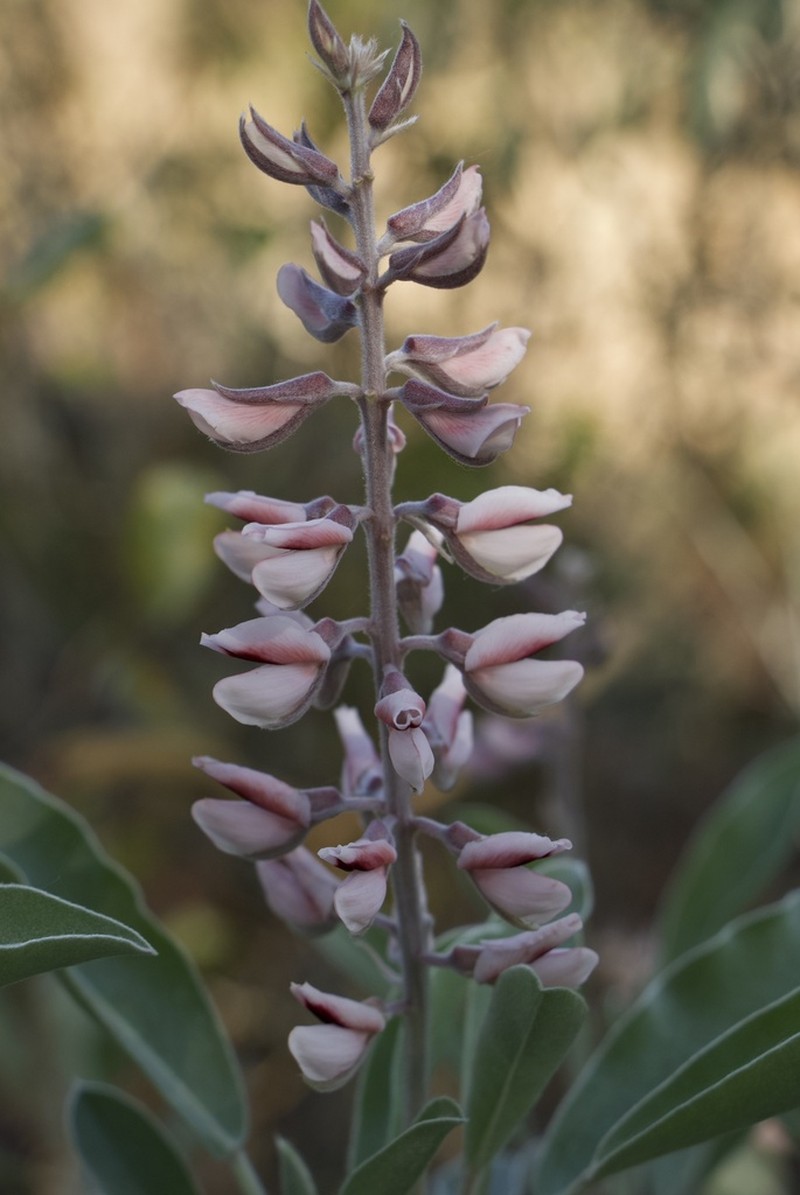 Lupinus aridorum photo 7