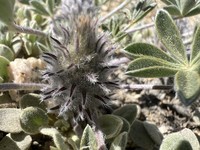 Desert Lupine