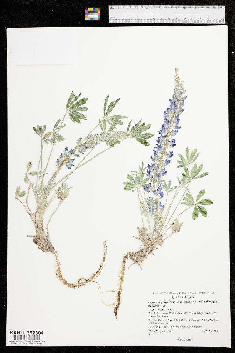 Lupinus aridus subsp. aridus