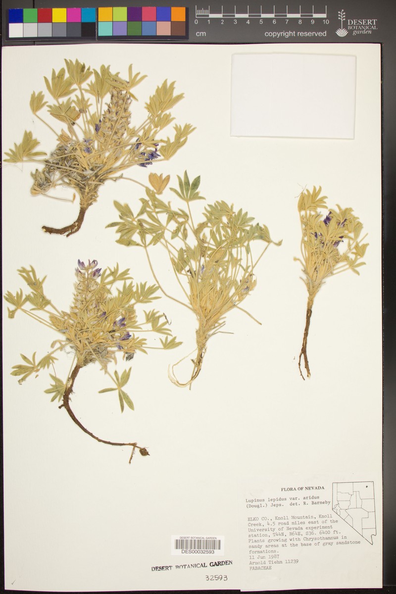 Lupinus aridus subsp. aridus photo 2