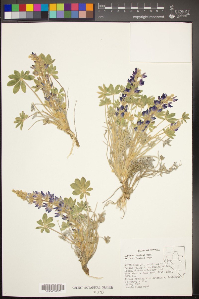 Lupinus aridus subsp. aridus photo 3