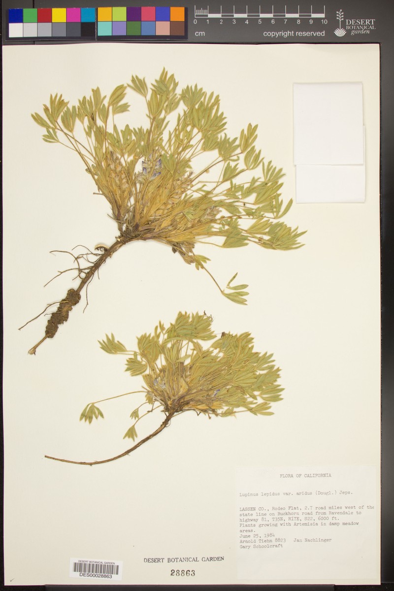 Lupinus aridus subsp. aridus photo 4