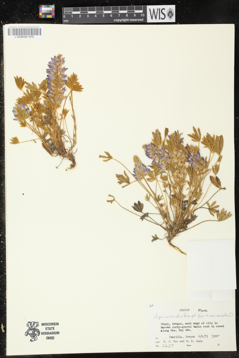 Lupinus aridus subsp. aridus photo 5