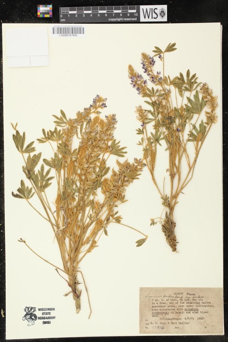 Lupinus aridus subsp. aridus photo 6