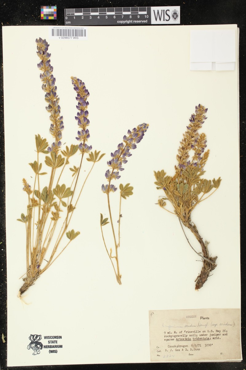 Lupinus aridus subsp. aridus photo 8