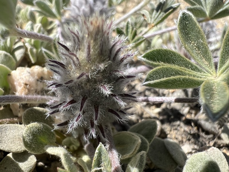 Lupinus aridus subsp. ashlandensis
