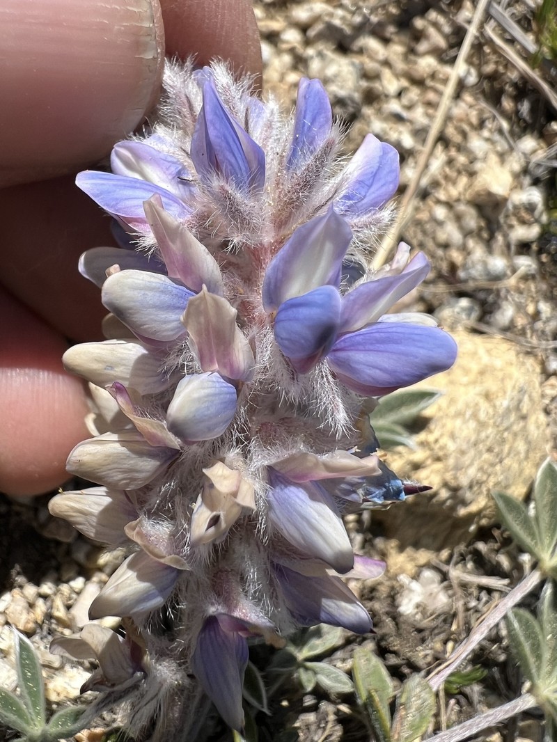 Lupinus aridus subsp. ashlandensis photo 2