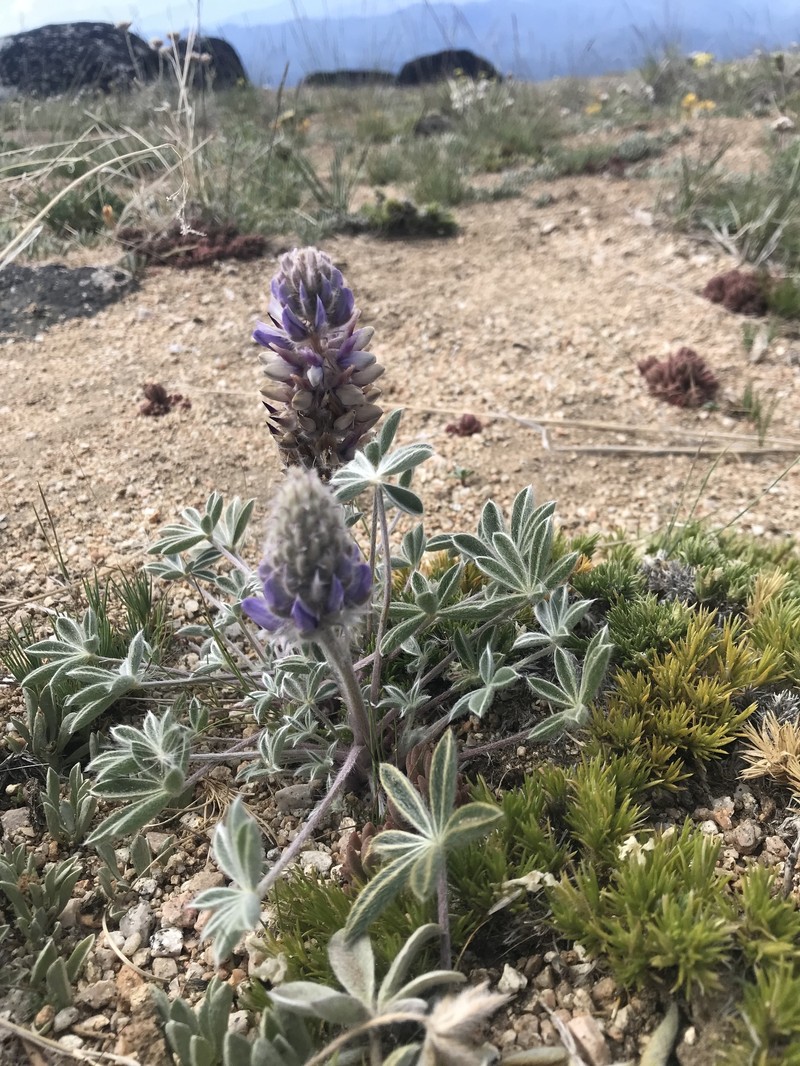 Lupinus aridus subsp. ashlandensis photo 3
