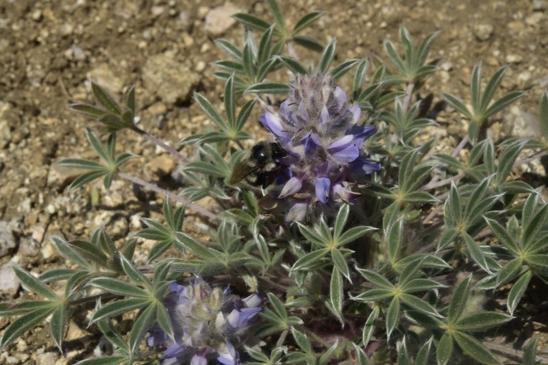 Lupinus aridus subsp. ashlandensis photo 4