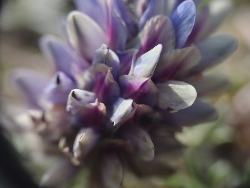 Lupinus aridus subsp. ashlandensis photo 5