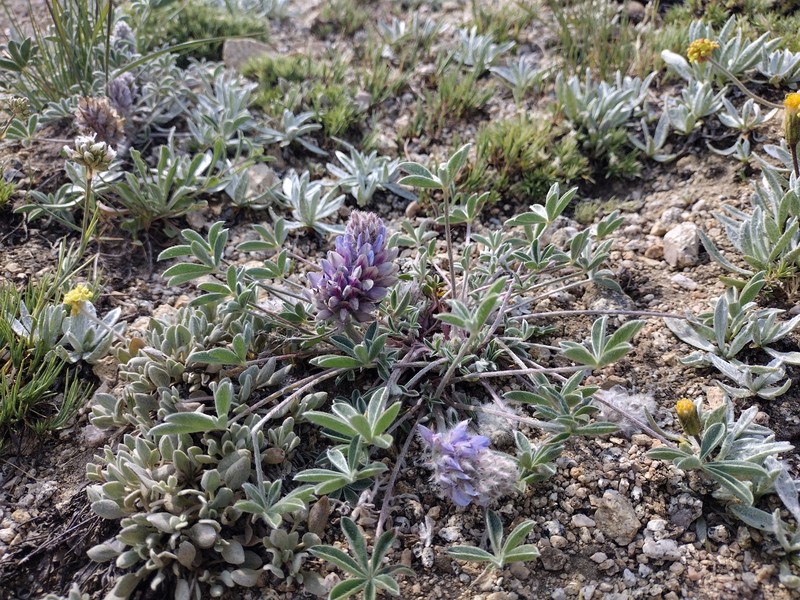 Lupinus aridus subsp. ashlandensis photo 6