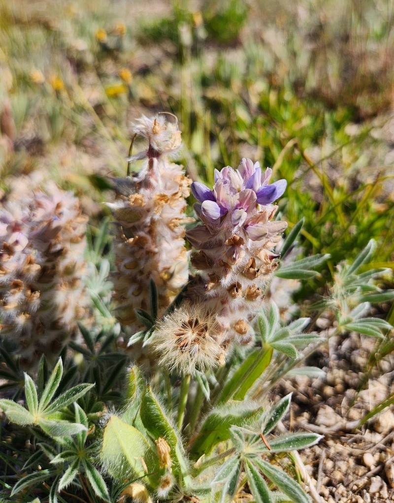 Lupinus aridus subsp. ashlandensis photo 7