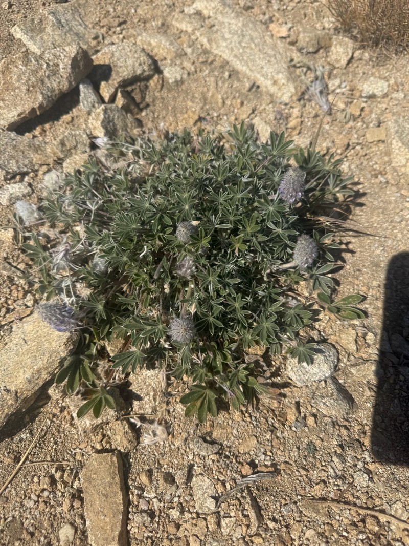 Lupinus aridus subsp. ashlandensis photo 8