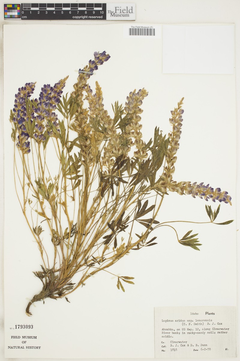 Lupinus aridus subsp. lenorensis