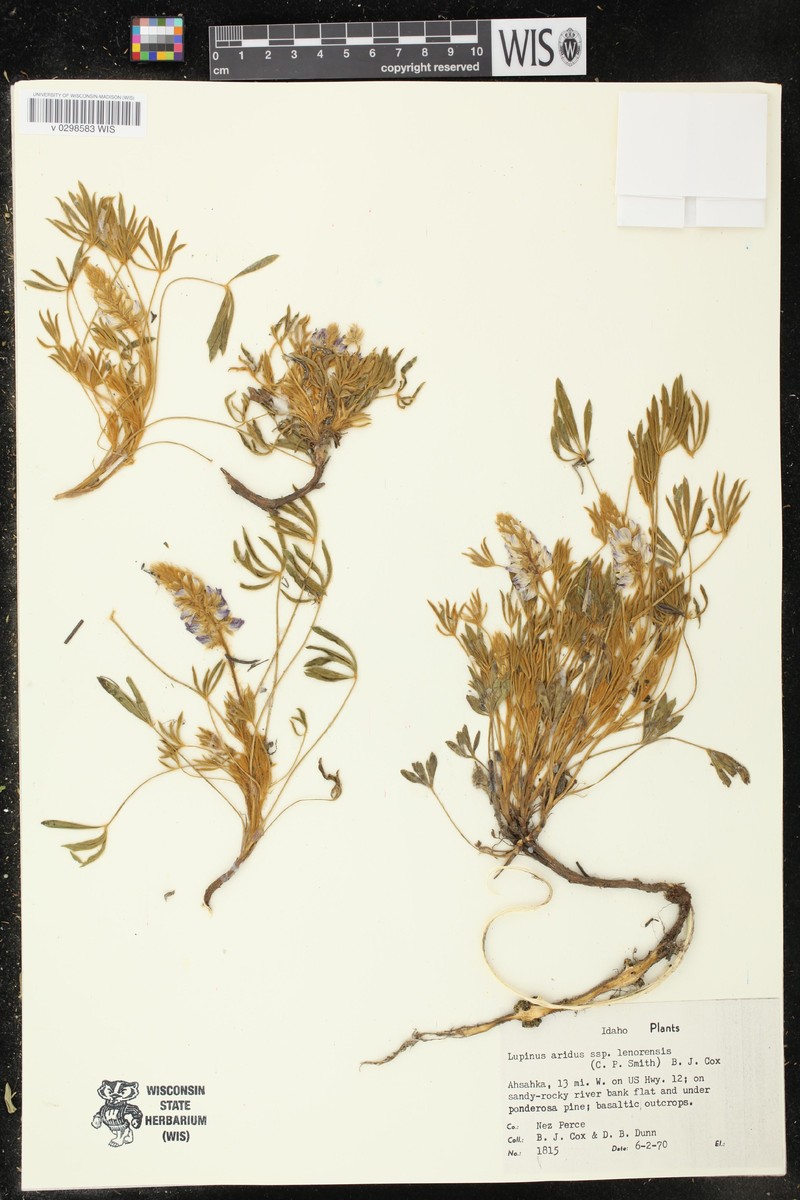 Lupinus aridus subsp. lenorensis photo 2