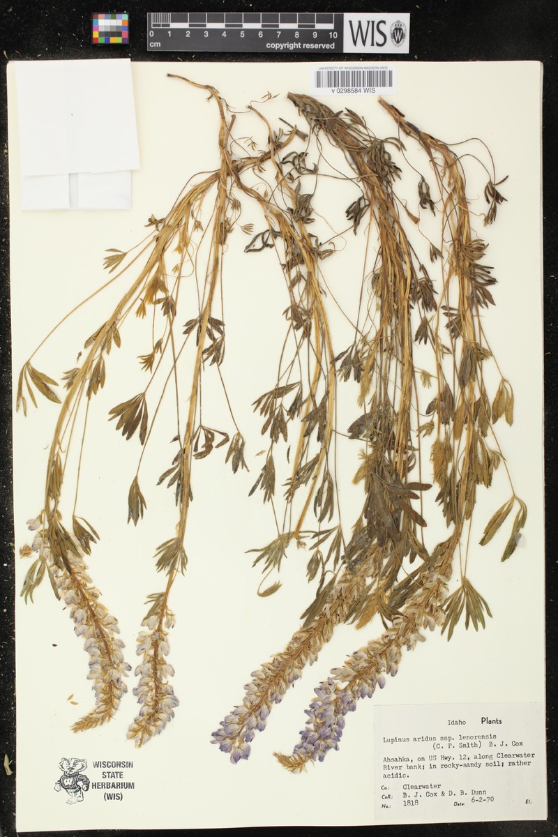 Lupinus aridus subsp. lenorensis photo 3