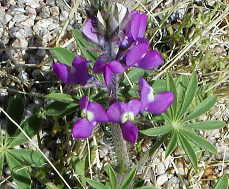 Arizona Lupine