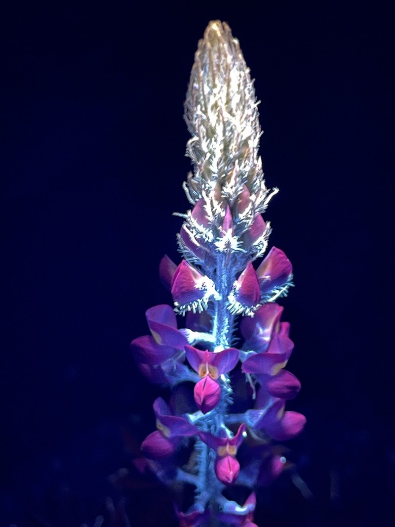 Arizona Lupine photo 2