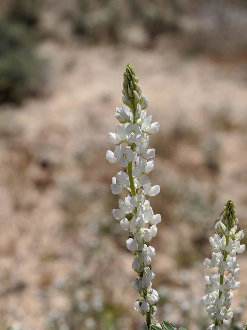 Arizona Lupine photo 3