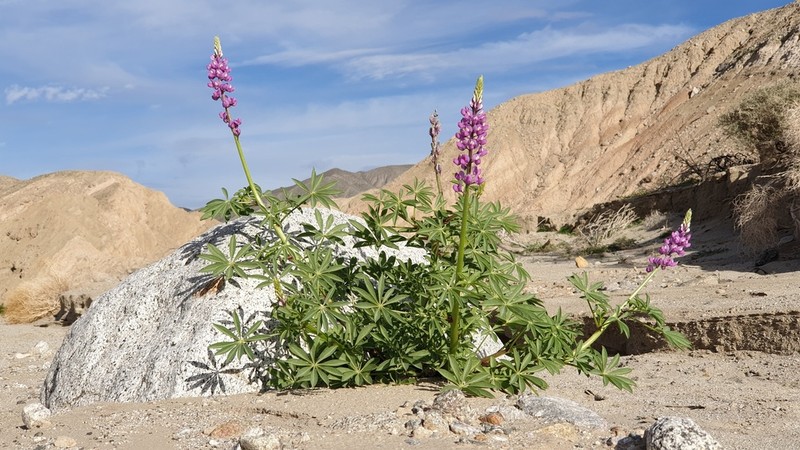 Arizona Lupine photo 4