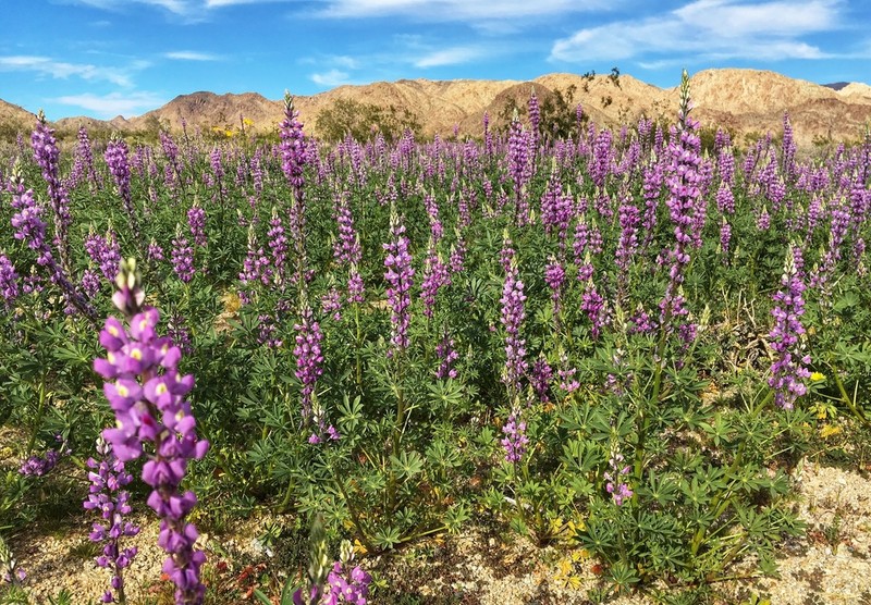 Arizona Lupine photo 5
