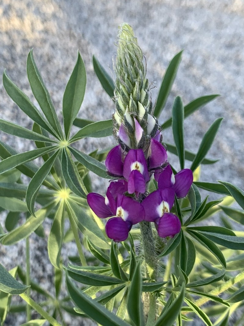 Arizona Lupine photo 6