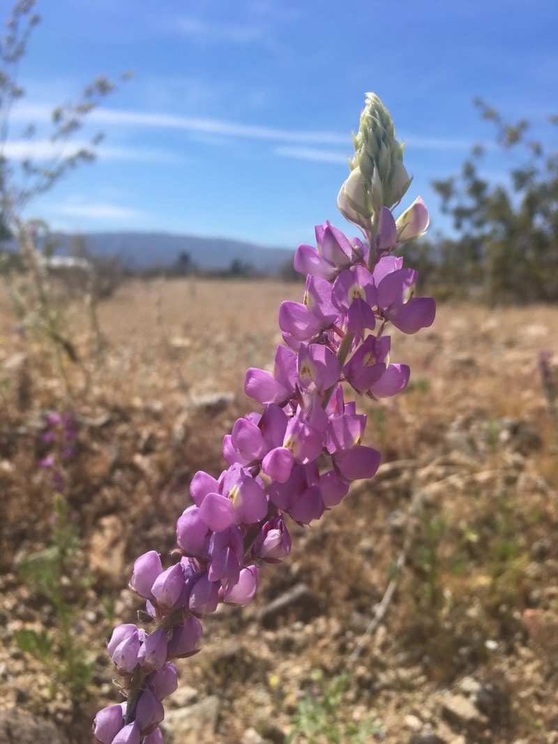 Arizona Lupine photo 7