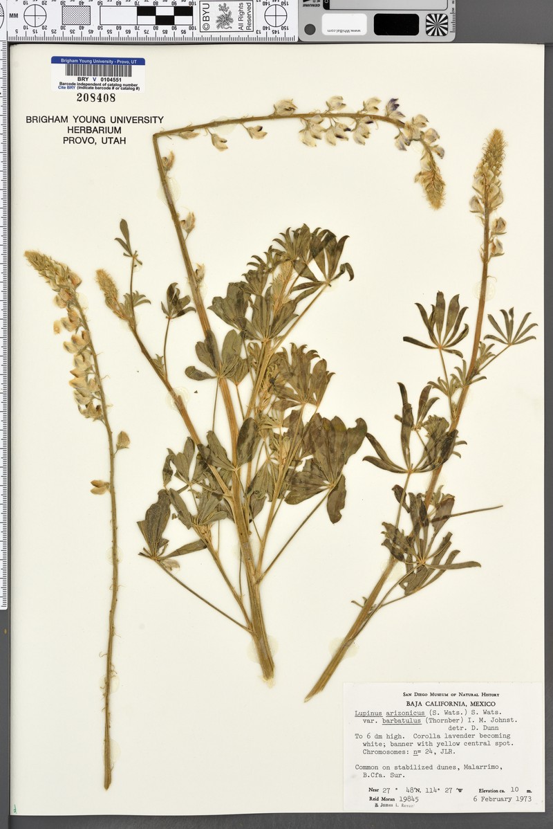 Short Lupine