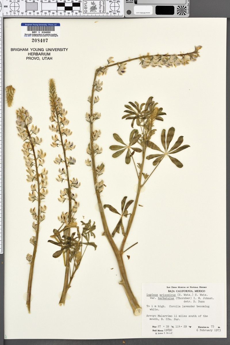 Short Lupine photo 2