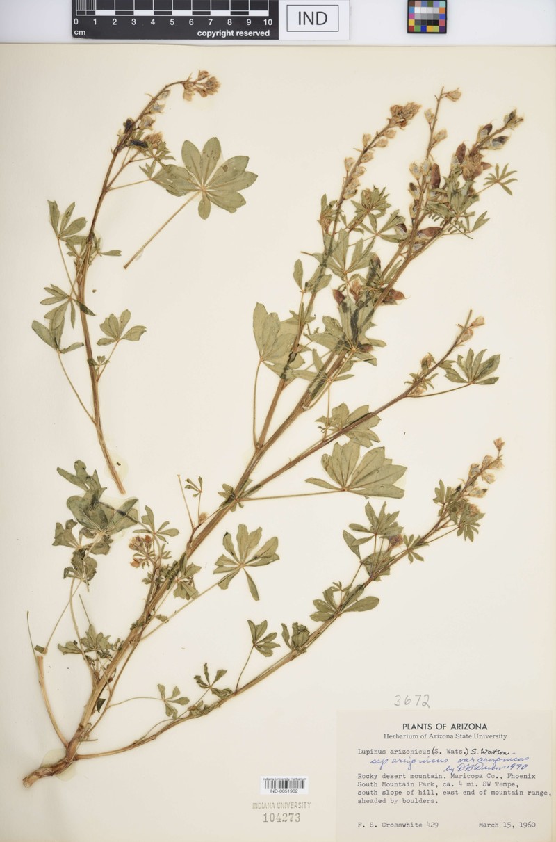 Short Lupine photo 4