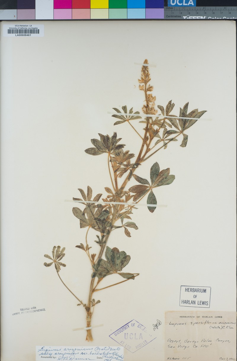 Short Lupine photo 6