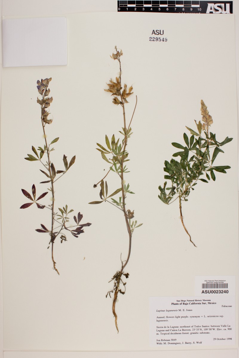 Lupinus arizonicus subsp. lagunensis