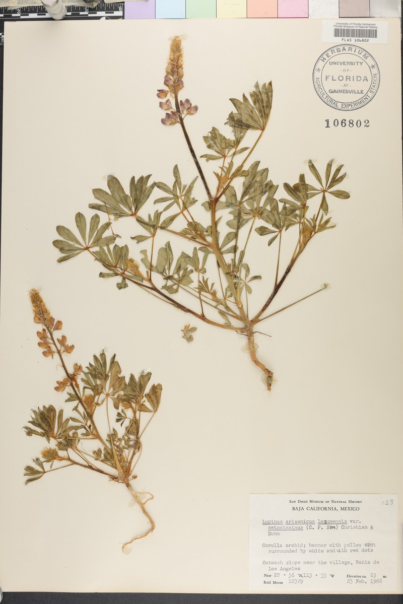 Lupinus arizonicus subsp. lagunensis photo 2