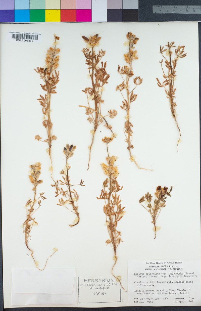 Lupinus arizonicus subsp. lagunensis photo 3