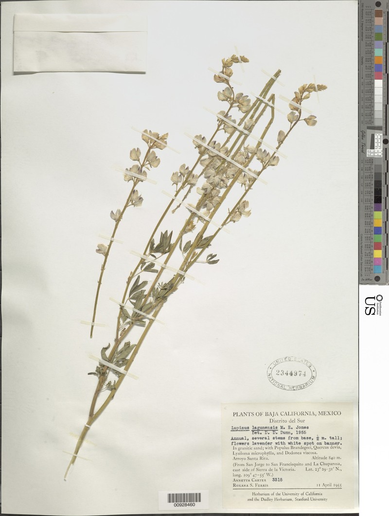 Lupinus arizonicus subsp. lagunensis photo 4