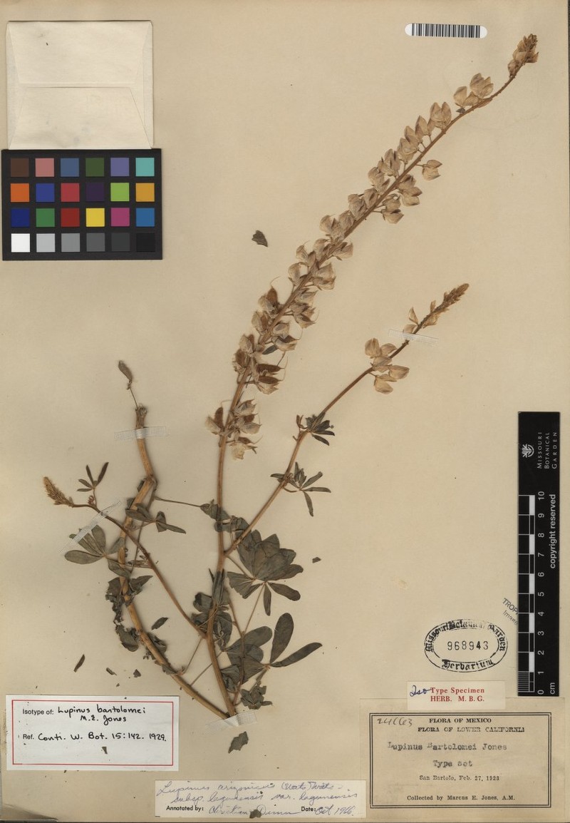 Lupinus arizonicus subsp. lagunensis photo 5